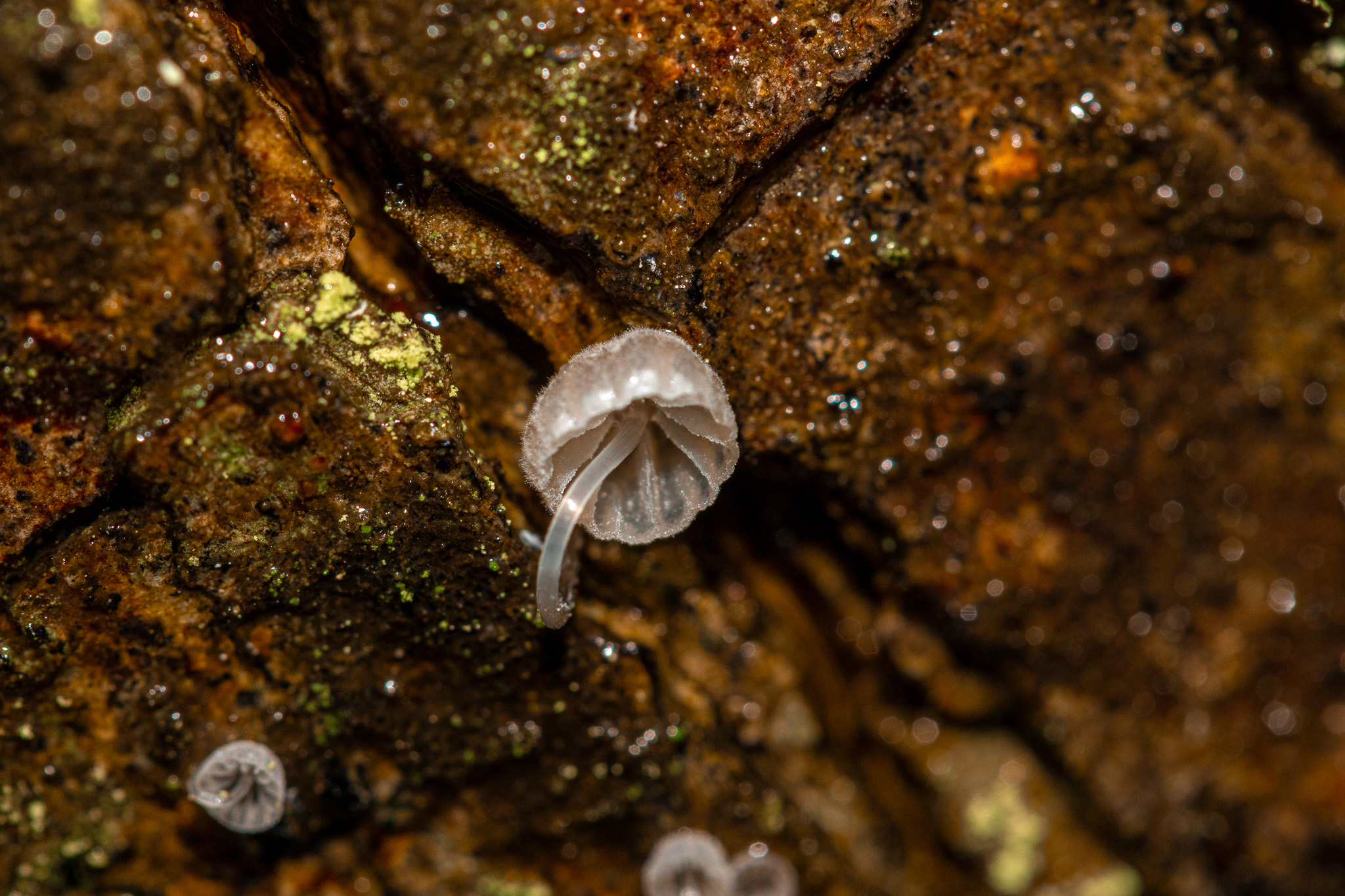 Macro Mushrooms