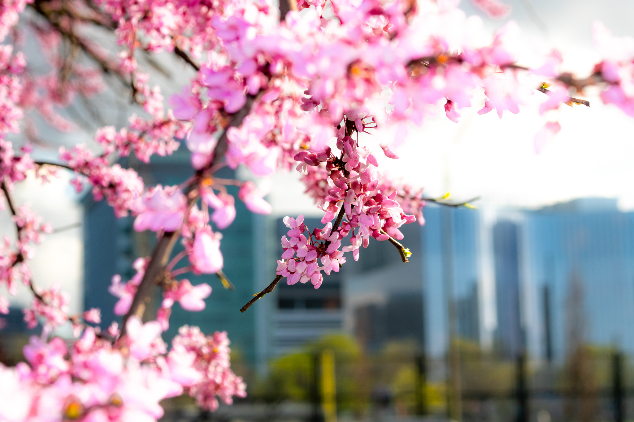 Cherry blossoms, UChicago